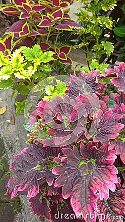 Colorfull flower Stock Photo