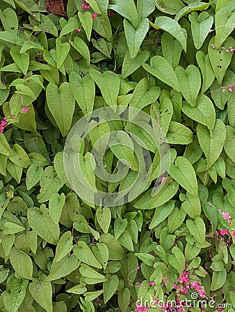 Colorfull Green Leafs Backdrop Stock Photo
