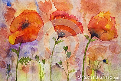 Colorfull poppies and buds. Stock Photo