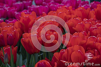 Colorfull tulips and other flowers fields Stock Photo