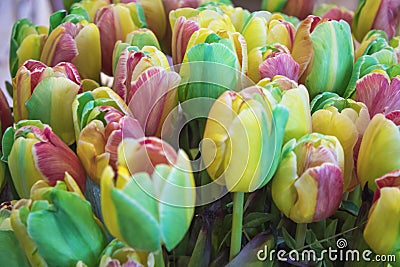 Colorfull tulips and other flowers fields Stock Photo