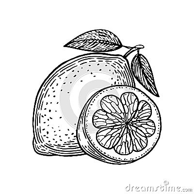 Coloring book. Appetizing lemon. Sour fruit. Hand drawn sketch. Vintage style. Black and white vector illustration isolated on Vector Illustration