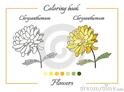 Coloring book with beautiful chrysanthemum flower. Vector Illustration