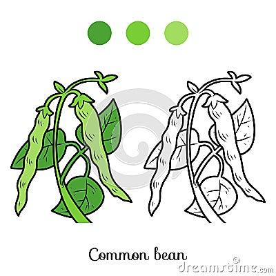 Coloring book for kids, Common bean Vector Illustration
