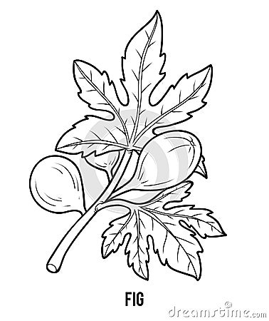 Coloring book for children, Fig tree branch Vector Illustration