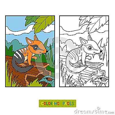 Coloring book for children, Numbat Vector Illustration