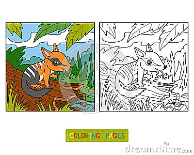 Coloring book for children, Numbat Vector Illustration
