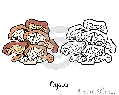 Coloring book. Edible mushrooms, oyster Vector Illustration