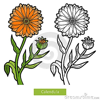 Coloring book, flower Calendula Vector Illustration