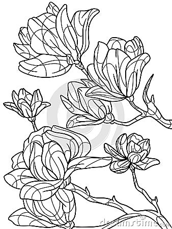 Coloring book flowers isolated, magnolia. Black stroke, white background. Stock Photo