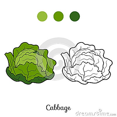 Coloring book: fruits and vegetables (cabbage) Vector Illustration