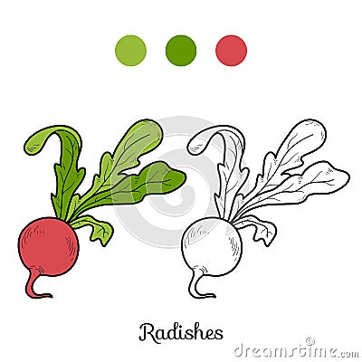 Coloring book: fruits and vegetables (radishes) Vector Illustration