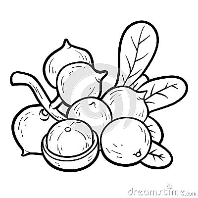 Coloring book, Macadamia Vector Illustration