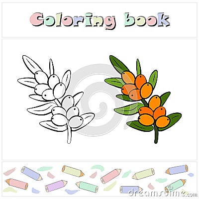 Coloring book page for children with colorful sea buckthorn and sketch to color. Vector Illustration
