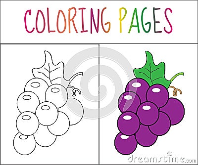 Coloring book page. Grapes. Sketch and color version. Coloring for kids. Vector illustration Vector Illustration