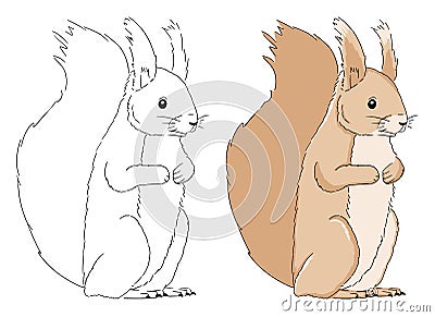 Coloring book page for preschool children with colorful squirrel and sketch to color. Vector illustration of cute little squirrel Vector Illustration