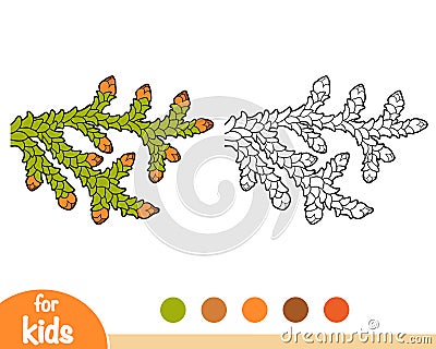 Coloring book, Thuja branch Vector Illustration