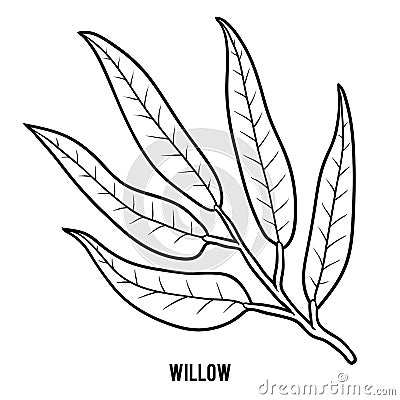 Coloring book, Willow branch Vector Illustration