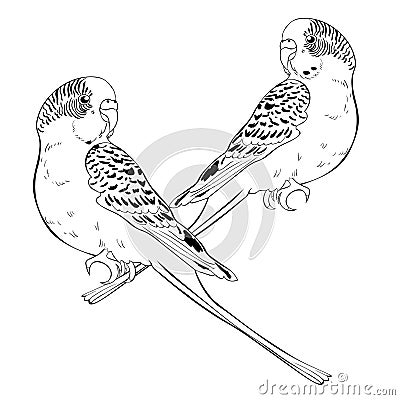 Coloring with cute wavy parrot couple Vector illustration Vector Illustration