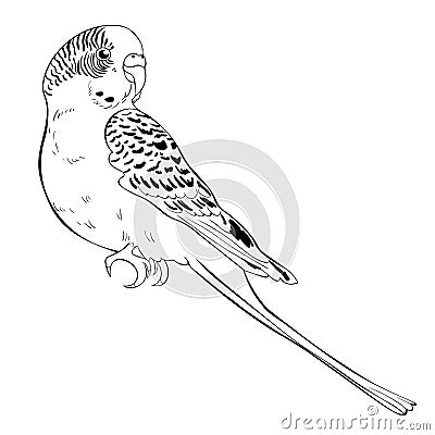 Coloring with cute wavy parrot Vector illustration Vector Illustration