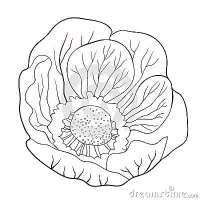 Coloring flower bloom japanese anemone. vector illustration Vector Illustration