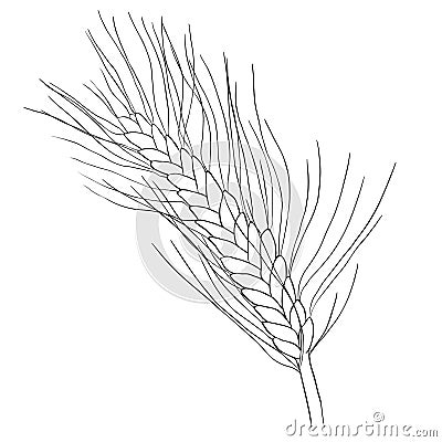 Coloring mature of wheat close. vector illustration Vector Illustration