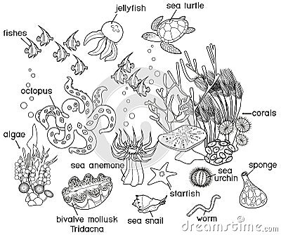 Coloring page. Ecosystem of coral reef with different marine inhabitants with titles Stock Photo