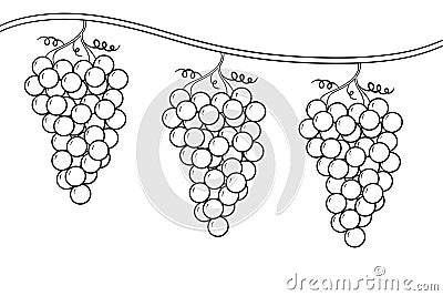 Coloring Page of Grape Bunches on a Vine a Dream of the Cupbearer in the Story of Jospeh Stock Photo