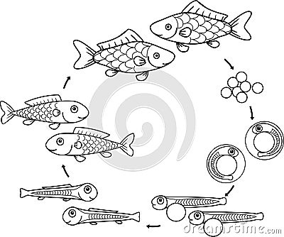 Coloring page with life cycle of fish. Sequence of stages of development of fish from egg roe to adult animal Stock Photo