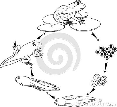 Coloring page. Life cycle of frog Stock Photo