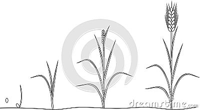 Coloring page with life cycle of Rye Stock Photo