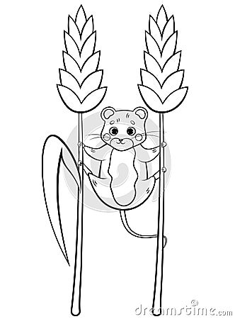 Coloring page outline of cute cartoon forest vole or mouse hanging on wheat. Vector image isolated on white background. Coloring Vector Illustration