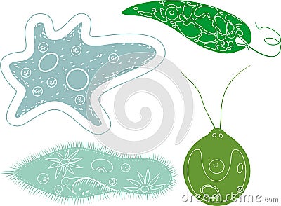 Coloring page. Set of unicellular organisms protozoa: Paramecium caudatum, Amoeba proteus, Chlamydomonas and Euglena viridis Vector Illustration