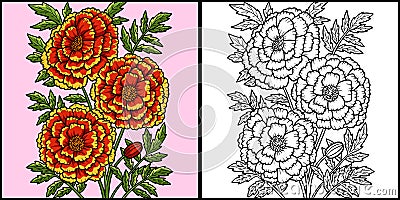 Marigold Flower Coloring Colored Illustration Vector Illustration