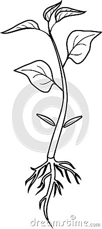 Coloring page. Sprout of pepper plant with root system and leaves Vector Illustration