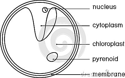 Coloring page with structure of Chlorella single-celled green algae with titles Vector Illustration