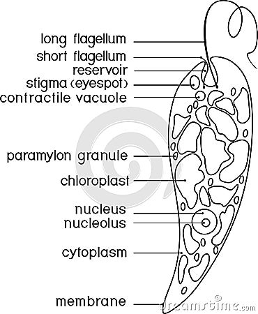 Coloring page with structure of Euglena viridis with titles Stock Photo