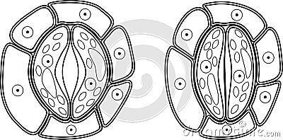 Coloring page. Structure of stomatal complex with open and closed stoma Stock Photo