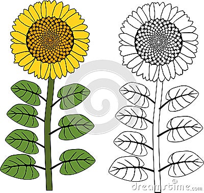 Coloring page. Sunflower plant with yellow flower and leaves Stock Photo