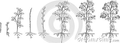Coloring page with two year life cycle of raspberry plant. Growth stages from propagule stem cutting to scrub with harvest Stock Photo
