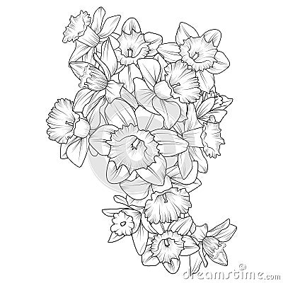 coloring page, vector sketch, artistic simplicity doodle art, Easy yellow daffodil flower drawing, daffodil flower tattoo drawings Vector Illustration