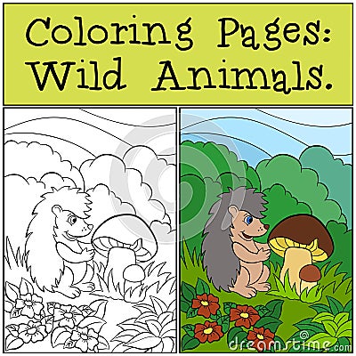 Coloring Pages: Wild Animals. Little cute hedgehog. Vector Illustration