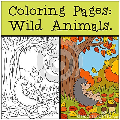 Coloring Pages: Wild Animals. Little cute hedgehog. Vector Illustration