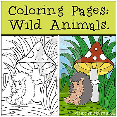 Coloring Pages: Wild Animals. Little cute hedgehog . Vector Illustration