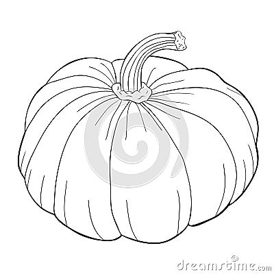 Pumpkin is a real vegetable vegetarian. vector illustration Vector Illustration