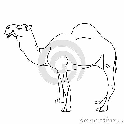 Coloring Realistic Cute camel illustration drawing and drawing illustration white background Cartoon Illustration