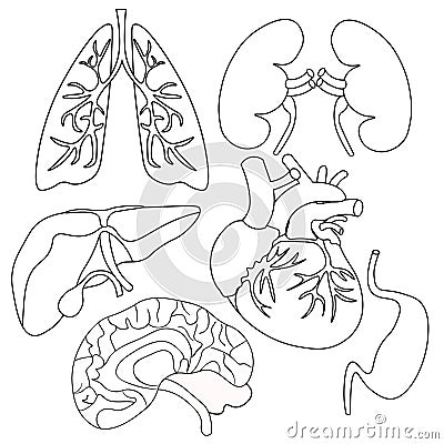 Coloring set of organs of the human heart, lungs, liver, kidneys Vector Illustration