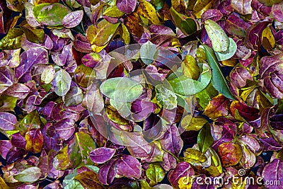 Colorists leafs Stock Photo