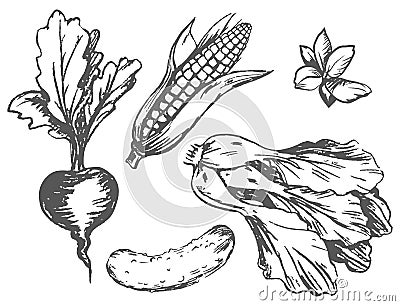 Colorless Graphic Vegetables at Random on White Vector Illustration