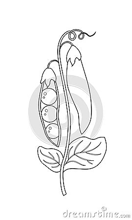 Colorless peas vector illustration isolated on white background Vector Illustration